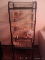 шиншиллы пара мальчик серый, девочка белая - <ro>Изображение</ro><ru>Изображение</ru> #3, <ru>Объявление</ru> #334935