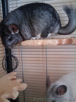 шиншиллы пара мальчик серый, девочка белая - <ro>Изображение</ro><ru>Изображение</ru> #1, <ru>Объявление</ru> #334935