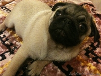 Щенки Мопса От Чемпиона Украины, Киев. - <ro>Изображение</ro><ru>Изображение</ru> #4, <ru>Объявление</ru> #310367