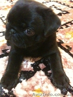 Щенки Мопса От Чемпиона Украины, Киев. - <ro>Изображение</ro><ru>Изображение</ru> #2, <ru>Объявление</ru> #310367