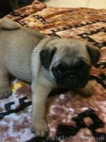 Щенки Мопса От Чемпиона Украины, Киев. - <ro>Изображение</ro><ru>Изображение</ru> #1, <ru>Объявление</ru> #310367