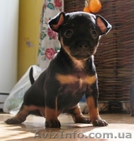 Щенки той-терера - <ro>Изображение</ro><ru>Изображение</ru> #1, <ru>Объявление</ru> #313629