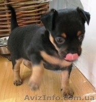 Щенки той-терера - <ro>Изображение</ro><ru>Изображение</ru> #2, <ru>Объявление</ru> #313629