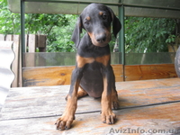 Щенки добермана с родословной. - <ro>Изображение</ro><ru>Изображение</ru> #1, <ru>Объявление</ru> #305805