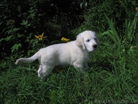 Элитные щенки золотистого ретривера. Питомник GoldenLife. - <ro>Изображение</ro><ru>Изображение</ru> #3, <ru>Объявление</ru> #330479