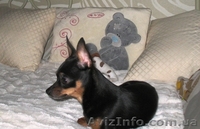 Щенки той-терера - <ro>Изображение</ro><ru>Изображение</ru> #3, <ru>Объявление</ru> #313629