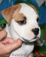 Девочка щенок Ам. Стафф Терьера - <ro>Изображение</ro><ru>Изображение</ru> #1, <ru>Объявление</ru> #35923