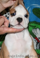 Девочка щенок Ам. Стафф Терьера - <ro>Изображение</ro><ru>Изображение</ru> #2, <ru>Объявление</ru> #35923