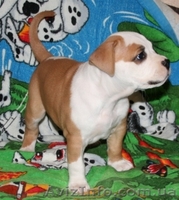 Девочка щенок Ам. Стафф Терьера - <ro>Изображение</ro><ru>Изображение</ru> #3, <ru>Объявление</ru> #35923