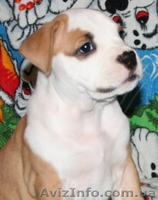 Девочка щенок Ам. Стафф Терьера - <ro>Изображение</ro><ru>Изображение</ru> #5, <ru>Объявление</ru> #35923