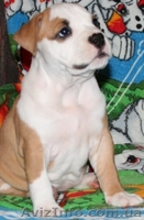 Девочка щенок Ам. Стафф Терьера - <ro>Изображение</ro><ru>Изображение</ru> #7, <ru>Объявление</ru> #35923