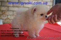 Щенки Померанского шпица шоу класса - <ro>Изображение</ro><ru>Изображение</ru> #3, <ru>Объявление</ru> #311733