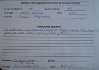 щенки йоркширского терьера, перспективные для выставок, 5 месяцев - <ro>Изображение</ro><ru>Изображение</ru> #8, <ru>Объявление</ru> #336074