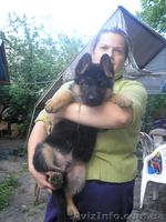 Крупные алиментные щенки Немецкой овчарки ! - <ro>Изображение</ro><ru>Изображение</ru> #1, <ru>Объявление</ru> #315852