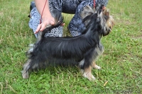 щенки йоркширского терьера, перспективные для выставок, 5 месяцев - <ro>Изображение</ro><ru>Изображение</ru> #5, <ru>Объявление</ru> #336074