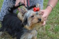 щенки йоркширского терьера, перспективные для выставок, 5 месяцев - <ro>Изображение</ro><ru>Изображение</ru> #6, <ru>Объявление</ru> #336074