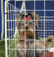 щенки йоркширского терьера, перспективные для выставок, 5 месяцев - <ro>Изображение</ro><ru>Изображение</ru> #1, <ru>Объявление</ru> #336074