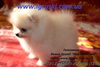 Щенки Померанского шпица шоу класса - <ro>Изображение</ro><ru>Изображение</ru> #1, <ru>Объявление</ru> #311733