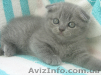 Продается шотландская вислоухая девочка голубого окраса - <ro>Изображение</ro><ru>Изображение</ru> #2, <ru>Объявление</ru> #329010