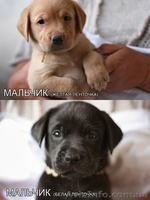 Продаются щенки лабрадора - <ro>Изображение</ro><ru>Изображение</ru> #2, <ru>Объявление</ru> #311245