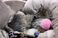 грациозный котенок-леопардик в добрые руки - <ro>Изображение</ro><ru>Изображение</ru> #1, <ru>Объявление</ru> #369370