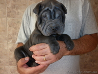 Замечательные шар-пенята - <ro>Изображение</ro><ru>Изображение</ru> #1, <ru>Объявление</ru> #340985