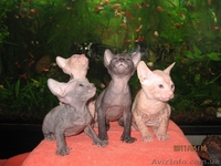 Шикарные  голые котята Донского Сфинкса в Киеве. - <ro>Изображение</ro><ru>Изображение</ru> #2, <ru>Объявление</ru> #362802