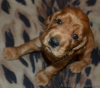 Продаются рыженькие щенки английского кокера-спаниеля! - <ro>Изображение</ro><ru>Изображение</ru> #2, <ru>Объявление</ru> #339236