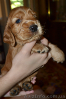 Продаются рыженькие щенки английского кокера-спаниеля! - <ro>Изображение</ro><ru>Изображение</ru> #3, <ru>Объявление</ru> #339236