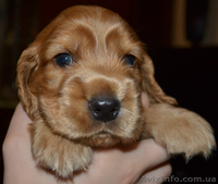 Продаются рыженькие щенки английского кокера-спаниеля! - <ro>Изображение</ro><ru>Изображение</ru> #4, <ru>Объявление</ru> #339236