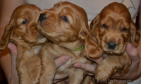 Продаются рыженькие щенки английского кокера-спаниеля! - <ro>Изображение</ro><ru>Изображение</ru> #6, <ru>Объявление</ru> #339236