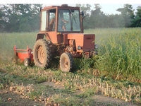уборка лука лукоуборочный комбайн,подборщик, копатель ботварезка батварезка - <ro>Изображение</ro><ru>Изображение</ru> #4, <ru>Объявление</ru> #341620