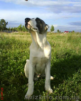 Щенки алабая от чемпиона АК-бай троян плюс - <ro>Изображение</ro><ru>Изображение</ru> #1, <ru>Объявление</ru> #346994