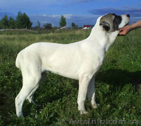 Щенки алабая от чемпиона АК-бай троян плюс - <ro>Изображение</ro><ru>Изображение</ru> #2, <ru>Объявление</ru> #346994