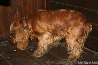 Куплю щенка англ.коккер-спаниэля(чистокр.) мальч. рыжего до 1.5 мес. - <ro>Изображение</ro><ru>Изображение</ru> #1, <ru>Объявление</ru> #358934