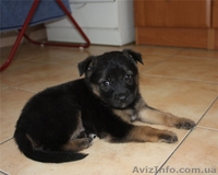 Добрый щенок 1,5 мес. - <ro>Изображение</ro><ru>Изображение</ru> #3, <ru>Объявление</ru> #363685