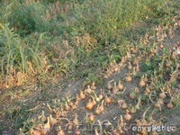 уборка лука лукоуборочный комбайн,подборщик, копатель ботварезка батварезка - <ro>Изображение</ro><ru>Изображение</ru> #5, <ru>Объявление</ru> #341620