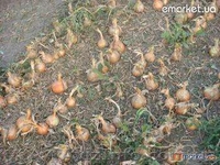 уборка лука лукоуборочный комбайн,подборщик, копатель ботварезка батварезка - <ro>Изображение</ro><ru>Изображение</ru> #6, <ru>Объявление</ru> #341620