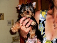 Высокопородный щенок Йорка - мальчик. - <ro>Изображение</ro><ru>Изображение</ru> #5, <ru>Объявление</ru> #365064