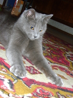 Срочно! Кошка ищет новых хозяев! - <ro>Изображение</ro><ru>Изображение</ru> #2, <ru>Объявление</ru> #349100