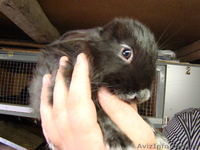  кролики,супер.розводятса в отличных условиях - <ro>Изображение</ro><ru>Изображение</ru> #1, <ru>Объявление</ru> #358539