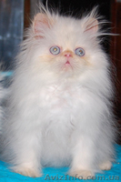 Котята персидские чистопородные     - <ro>Изображение</ro><ru>Изображение</ru> #2, <ru>Объявление</ru> #369096