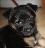 Добрый щенок 1,5 мес. - <ro>Изображение</ro><ru>Изображение</ru> #2, <ru>Объявление</ru> #363685