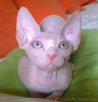 Канадский сфинкс, удивление, переходящее в восторг! - <ro>Изображение</ro><ru>Изображение</ru> #2, <ru>Объявление</ru> #344943