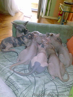 Породистые, качественные, умные детки канадского сфинкса - <ro>Изображение</ro><ru>Изображение</ru> #4, <ru>Объявление</ru> #344948