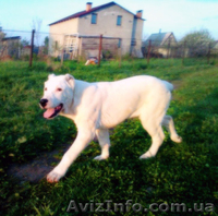 Щенки алабая от чемпиона АК-бай троян плюс - <ro>Изображение</ro><ru>Изображение</ru> #3, <ru>Объявление</ru> #346994