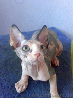 Породистые, качественные, умные детки канадского сфинкса - <ro>Изображение</ro><ru>Изображение</ru> #3, <ru>Объявление</ru> #344948