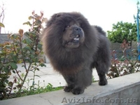 Щенки  Чау-Чау  от титулованных производителей. - <ro>Изображение</ro><ru>Изображение</ru> #1, <ru>Объявление</ru> #365067