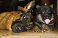 Щенки немецкой овчарки 1800UA - <ro>Изображение</ro><ru>Изображение</ru> #3, <ru>Объявление</ru> #348877