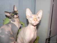 Канадский сфинкс, удивление, переходящее в восторг! - <ro>Изображение</ro><ru>Изображение</ru> #4, <ru>Объявление</ru> #344943